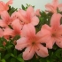 Notranja azalea kako skrbeti doma, sorte in vrste rododendra, fotografija rož, kulturne težave in cvetenje